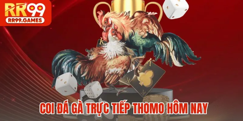 Lý do nên coi đá gà trực tiếp Thomo hôm nay tại RR99